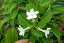 استفانوتیس,Madagascar Jasmine, Waxflower, Hawaiian Wedding Flower
